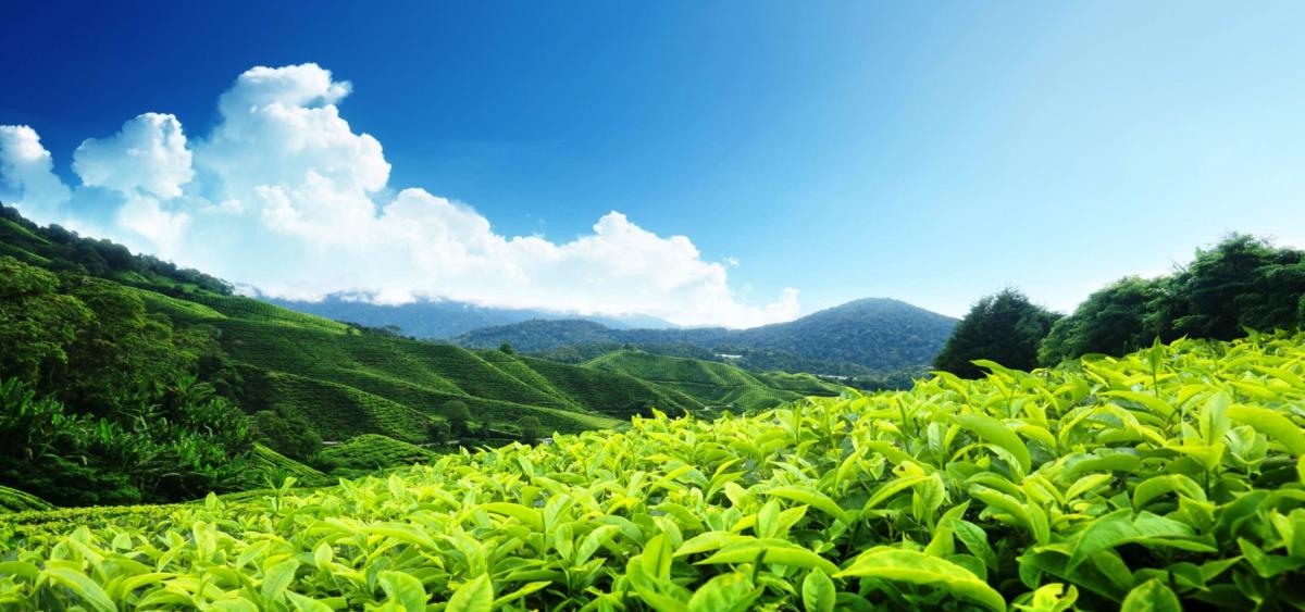 Queen of Hills - Darjeeling Tour